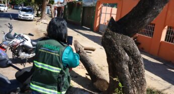 Danificar árvores em Goiânia gera multa de até R$ 5.579 e apreensão, diz fiscalização ambiental