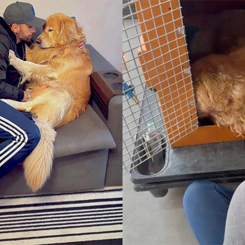 cachorro joca que morreu após viagem errada da Gol linhas aéreas