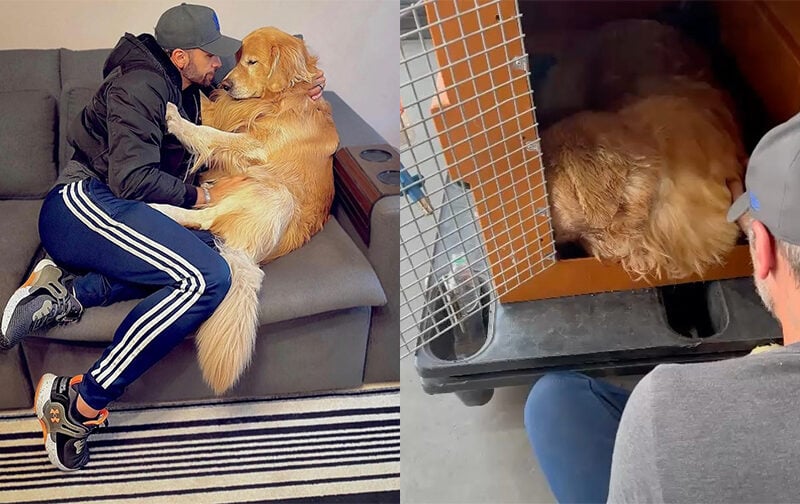 cachorro joca que morreu após viagem errada da Gol linhas aéreas