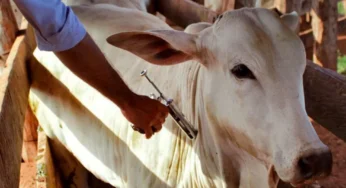 Brasil se torna livre de febre aftosa sem vacinação, informa governo federal