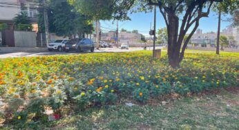 Enquete: Qual sua opinião sobre o plantio de flores em praças de Goiânia feito recentemente pela prefeitura?