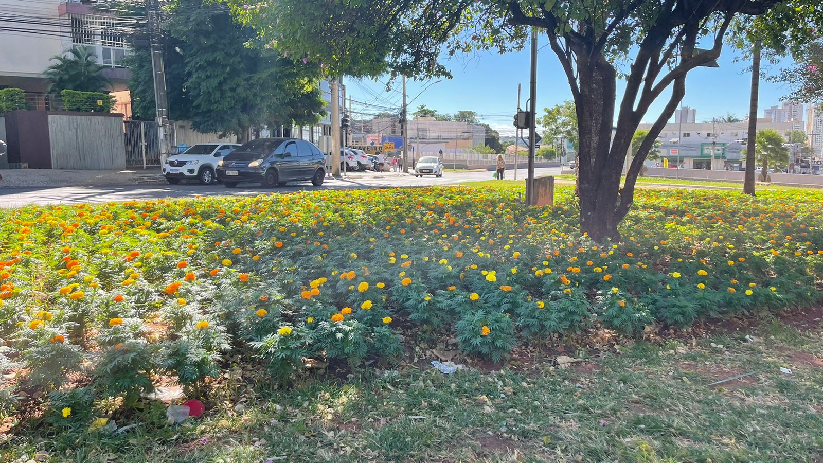 Enquete: Qual sua opinião sobre o plantio de flores em praças de Goiânia feito recentemente pela prefeitura?