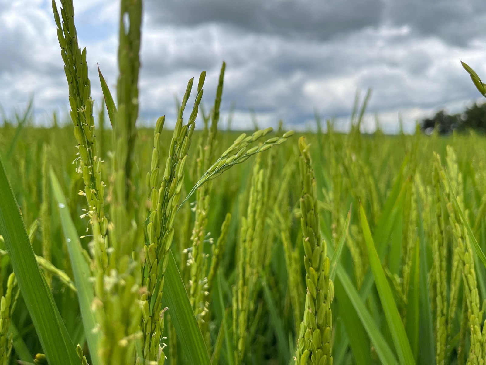 plantação de arroz; Goiás é o quarto maior produtor de grãos do Brasil. Foto: Seapa