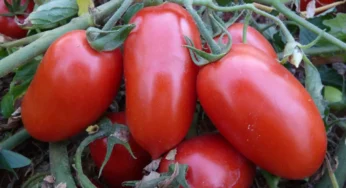 Produção goiana de tomate deve crescer 36,6%, estima IBGE