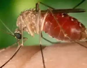 Mosquito transmissor da Febre Oropouche. Foto: Conselho Federal de Farmácia/Divulgação