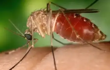 Mosquito transmissor da Febre Oropouche. Foto: Conselho Federal de Farmácia/Divulgação