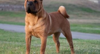 4 características do cachorro da raça shar pei