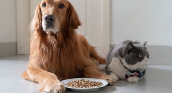 5 perguntas e respostas sobre alimentação para pets