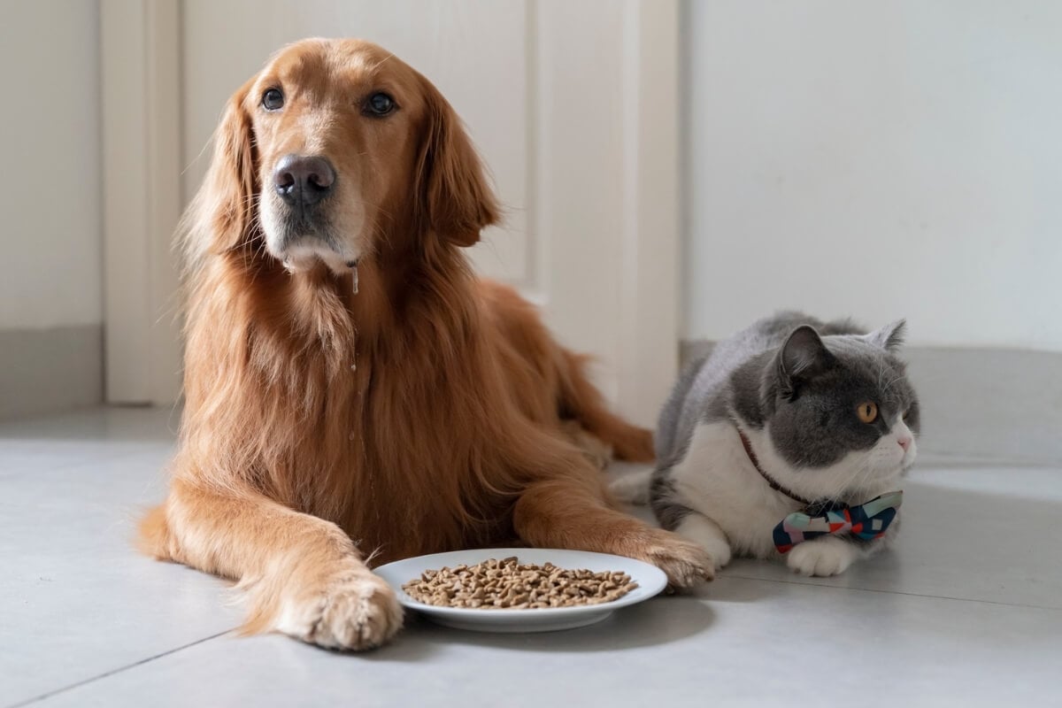 5 perguntas e respostas sobre alimentação para pets