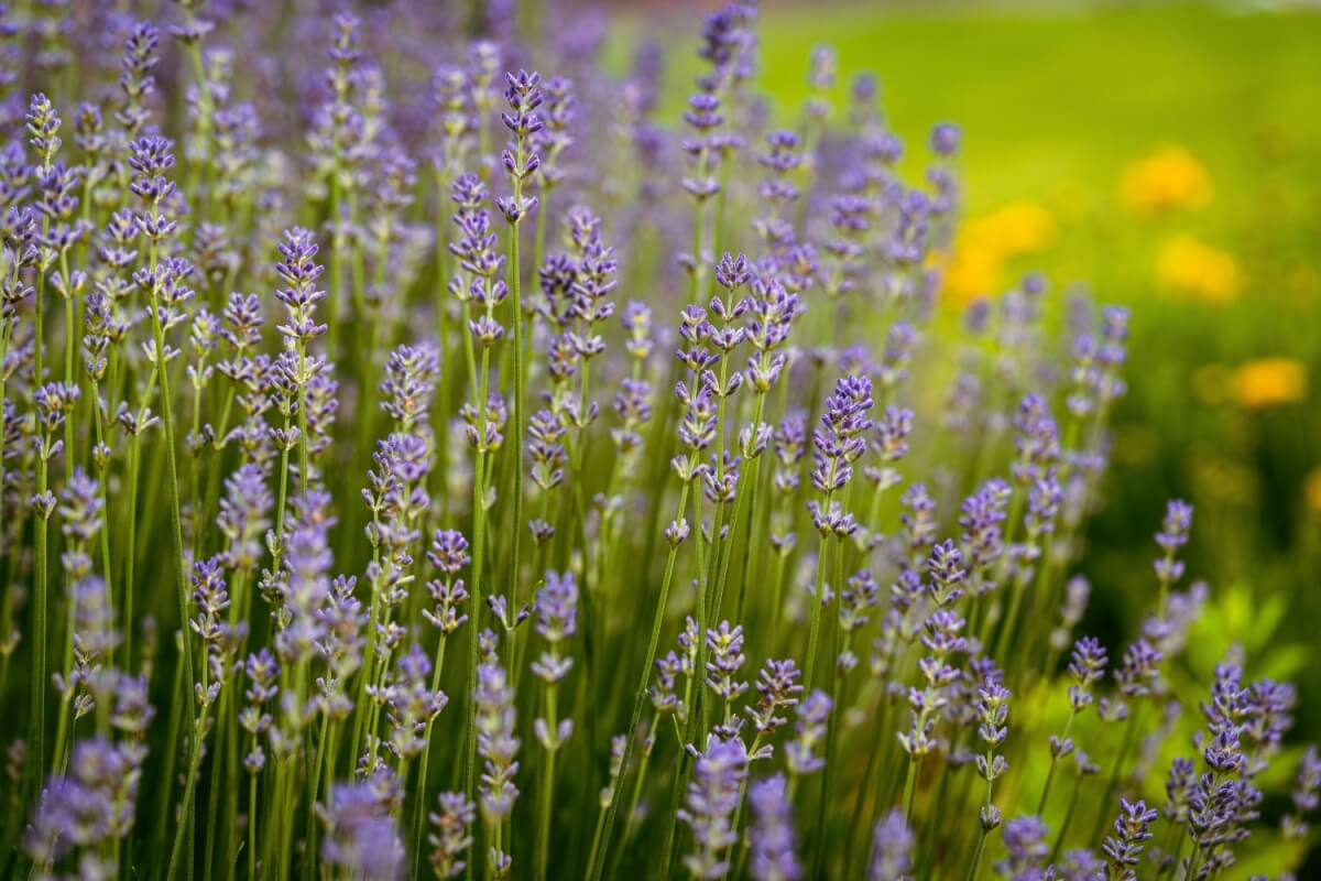 7 benefícios da planta lavanda para a saúde