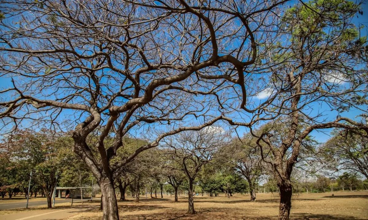 Alerta de seca e risco de incêndios atinge Goiás, DF e 11 estados, exigindo conscientização