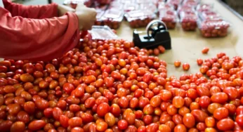 Mesmo com estiagem prolongada, produção de tomate deve crescer 36,6% em Goiás