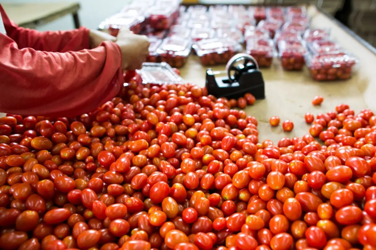 Mesmo com estiagem prolongada, produção de tomate deve crescer 36,6% em Goiás