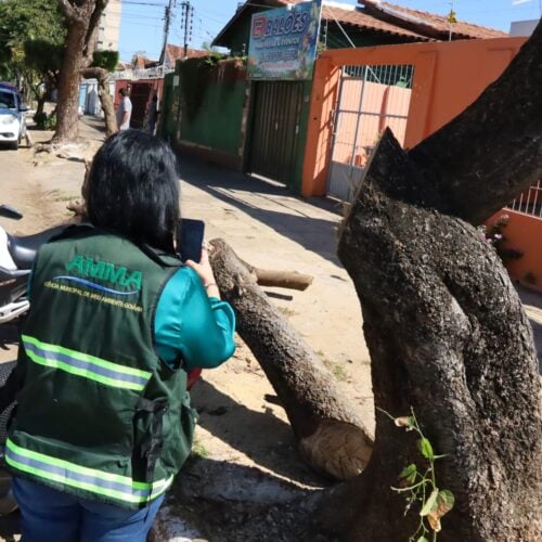 Avaliação para poda e retirada de árvores em Goiania. Foto: Amma