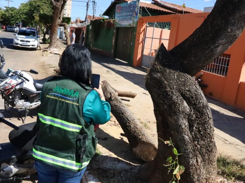 Avaliação para poda e retirada de árvores em Goiania. Foto: Amma