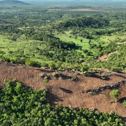 Área desmatada em Goiás teve redução de 48% de 2023 para 2024. Foto: Semad