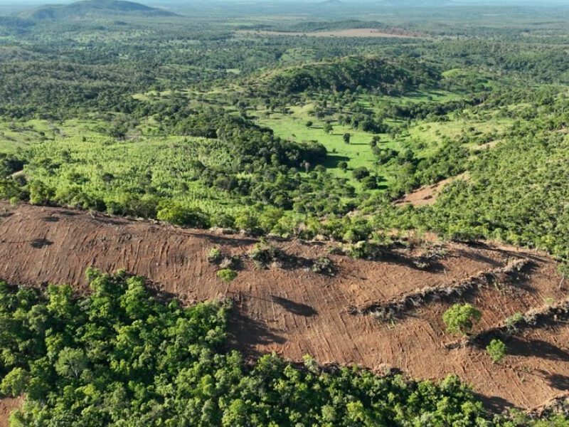 Área desmatada em Goiás teve redução de 48% de 2023 para 2024. Foto: Semad