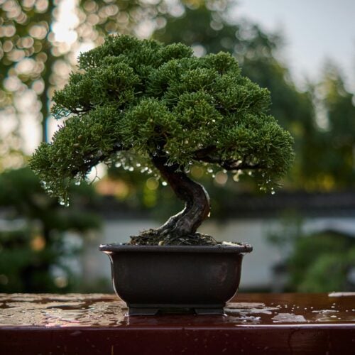 bonsai. foto: pexels