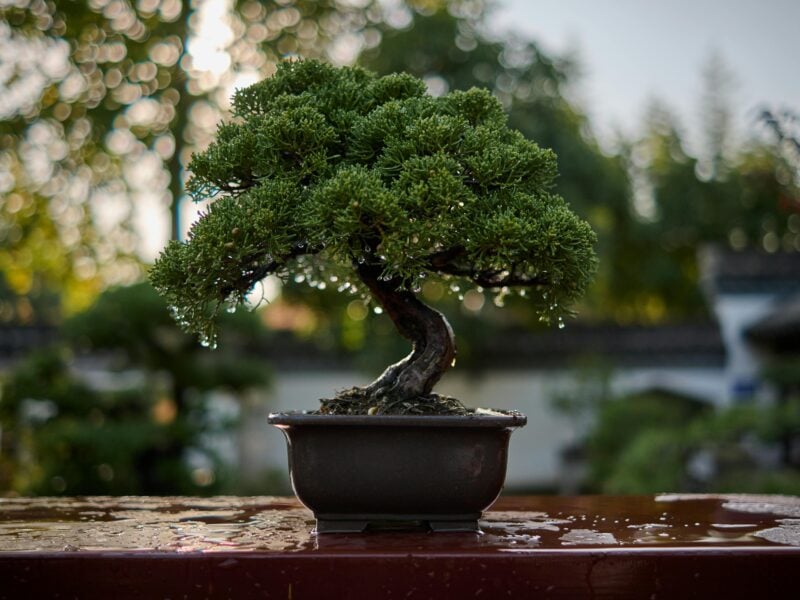 bonsai. foto: pexels